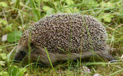 刺猬全身是宝饲喂要抓好-图片版权归惠农网所有
