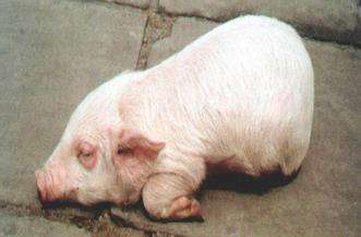 母猪产后缺硒症的诊治-图片版权归惠农网所有