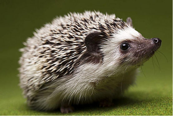 刺猬全身是宝饲喂要抓好-图片版权归惠农网所有