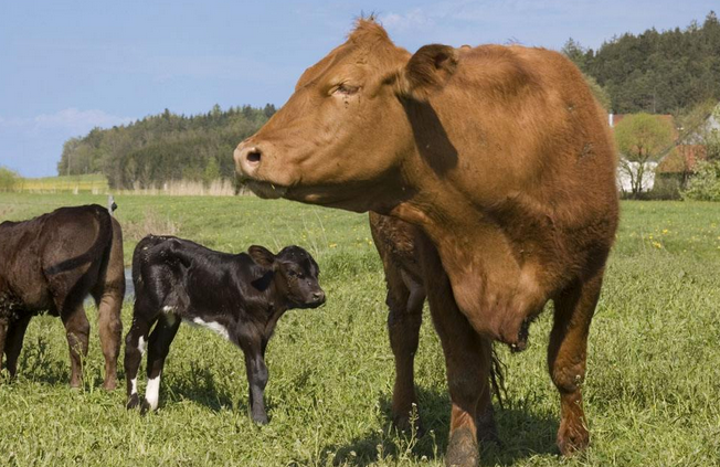 中西医结合治疗牛血汗症