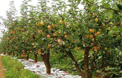 果树春季巧“药浴”-图片版权归惠农网所有