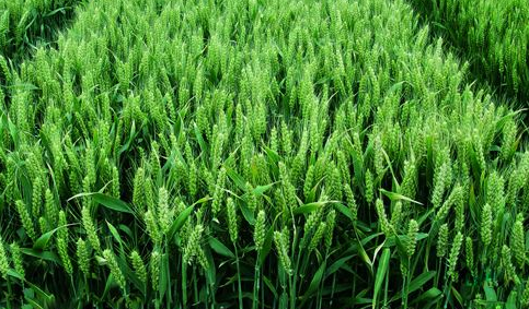 小麦冬春控旺防冻技术-图片版权归惠农网所有