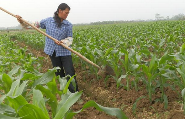 春玉米施肥要点-图片版权归惠农网所有