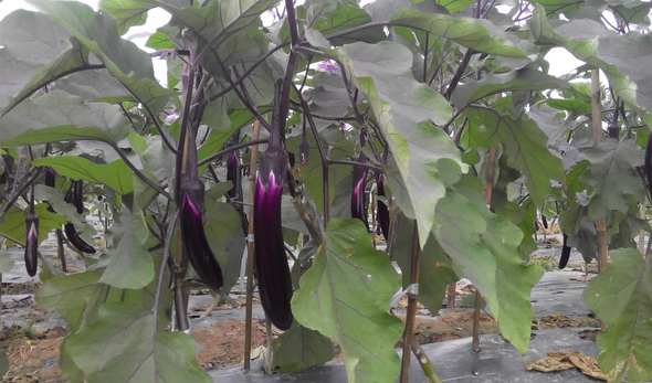 夏茄子无公害栽培技术-图片版权归惠农网所有