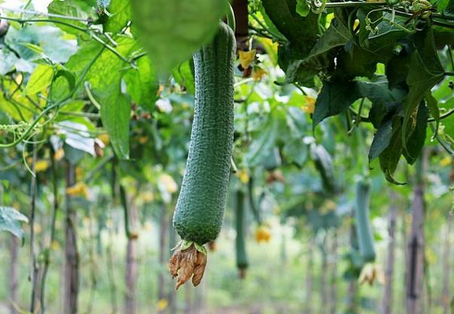 夏丝瓜栽培技术-图片版权归惠农网所有