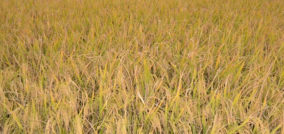 稻田毒害消除有妙招-图片版权归惠农网所有