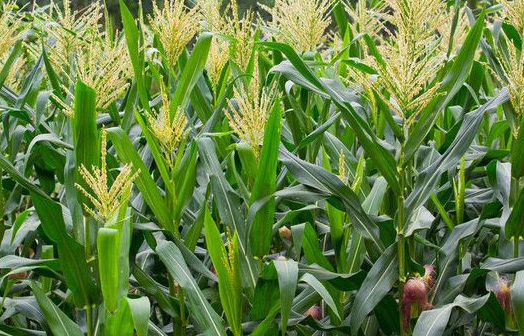 玉米田后期如何管理-图片版权归惠农网所有