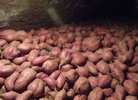 紅薯貯藏保鮮技術(shù)-圖片版權(quán)歸惠農(nóng)網(wǎng)所有