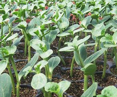 大棚西瓜嫁接育苗技术-图片版权归惠农网所有