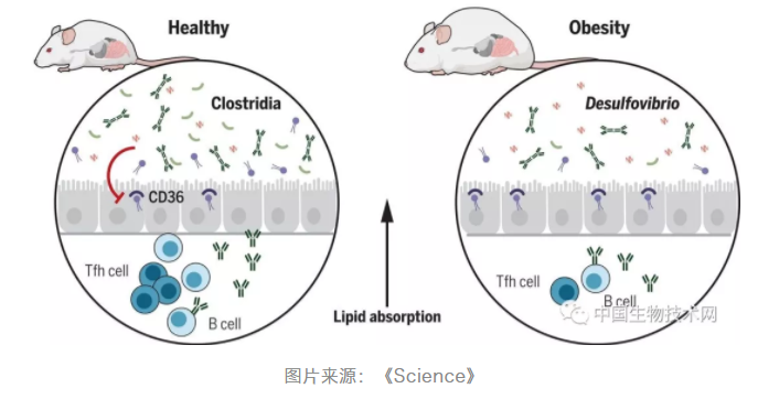 《Science》重磅发现：肠道中阻止肥胖的“减重”菌