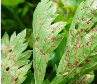 西芹斑枯病综合防治技术-图片版权归惠农网所有