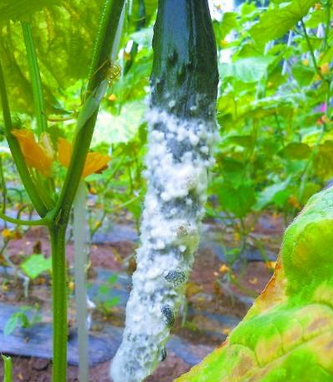 黄瓜菌核病的发生及无公害防治方法