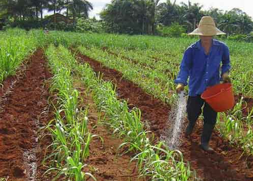 如何对蔬菜进行分类施肥-图片版权归惠农网所有