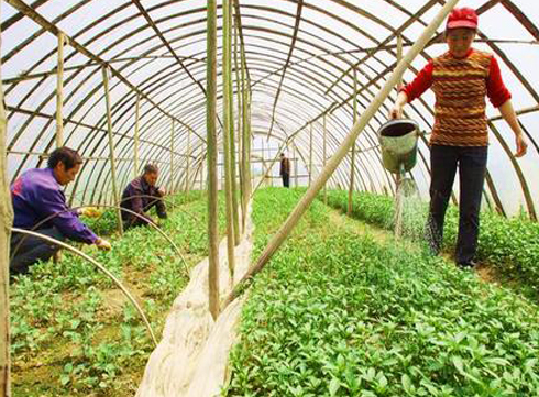 如何对蔬菜进行分类施肥-图片版权归惠农网所有