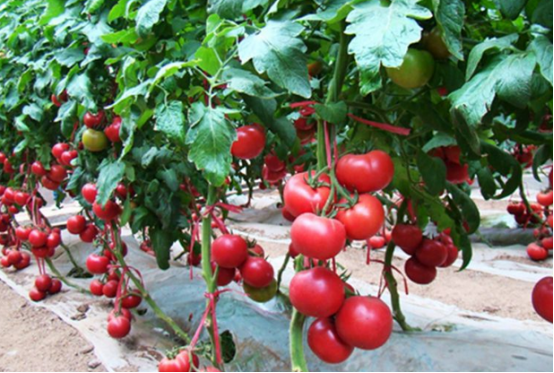 如何让西红柿再次结果-图片版权归惠农网所有