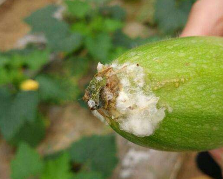 黄瓜菌核病的发生及无公害防治方法