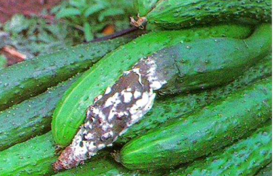 黄瓜菌核病的发生及无公害防治方法