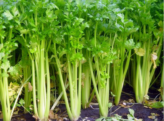 西芹斑枯病综合防治技术-图片版权归惠农网所有