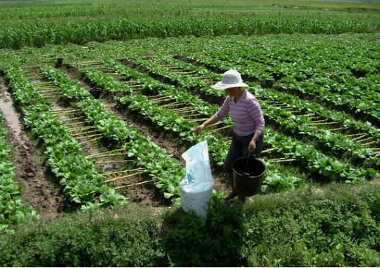 如何对蔬菜进行分类施肥-图片版权归惠农网所有