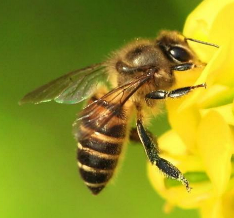 中华蜜蜂怎么养殖