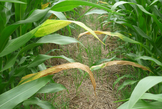 夏玉米生长期黄叶的原因-图片版权归惠农网所有