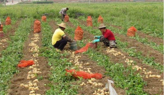 马铃薯的采收与贮藏保鲜技术-图片版权归惠农网所有