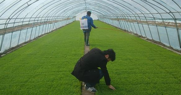 苗床减轻低温危害的管理技术-图片版权归惠农网所有