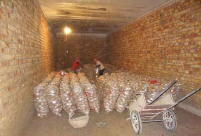 马铃薯的采收与贮藏保鲜技术-图片版权归惠农网所有