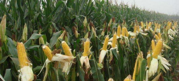 糧飼兼用玉米品種及栽培要點(diǎn)-圖片版權(quán)歸惠農(nóng)網(wǎng)所有