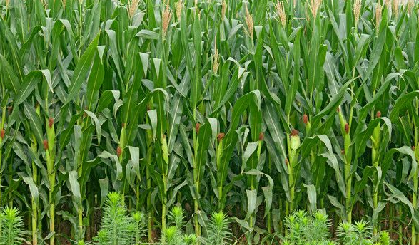 种植春玉米良处加良法-图片版权归惠农网所有