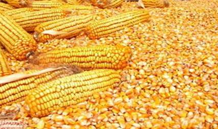 春播玉米如何選種-圖片版權(quán)歸惠農(nóng)網(wǎng)所有