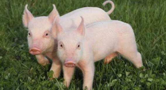 仔猪冬春更需补铁-图片版权归惠农网所有