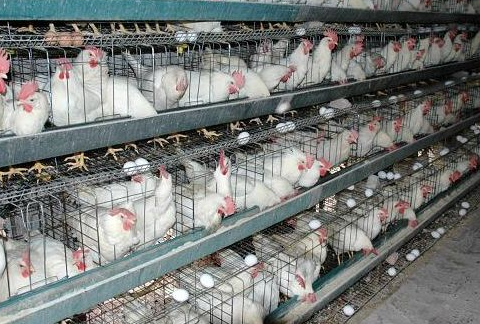 蛋鸡产蛋推迟及产蛋下降的原因及对策-图片版权归惠农网所有