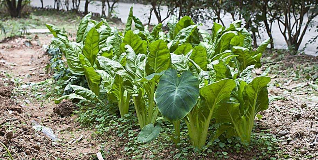 初春蔬菜育苗应五防-图片版权归惠农网所有