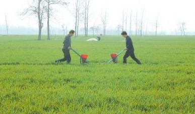 春季低温 小麦要及时补钾-图片版权归惠农网所有