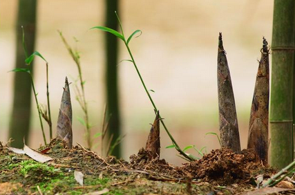 春笋的笋前施肥技术-图片版权归惠农网所有