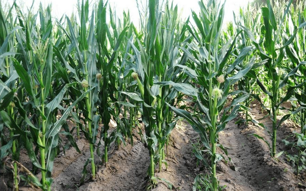春玉米栽培技术-图片版权归惠农网所有