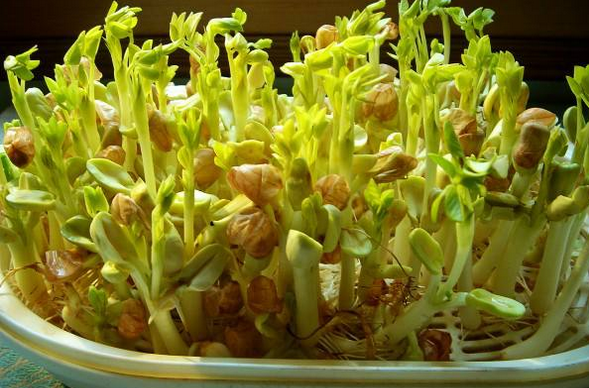 花生芽菜的生产技术-图片版权归惠农网所有