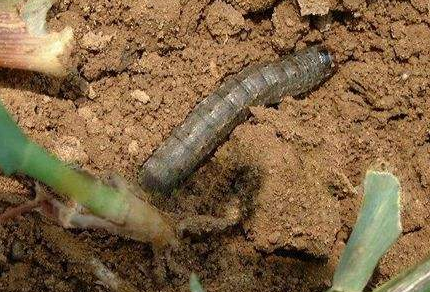 秋甜玉米要重防地老虎与玉米螟-图片版权归惠农网所有