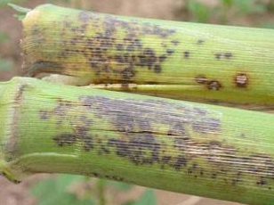 雨水多注意防治玉米褐斑病-图片版权归惠农网所有