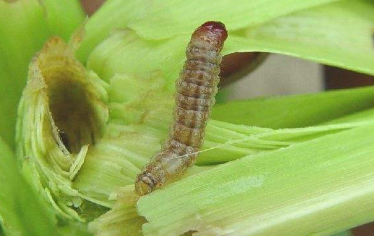 玉米螟适期防治方法-图片版权归惠农网所有