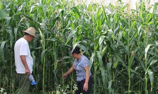 玉米八月田间管理措施-图片版权归惠农网所有