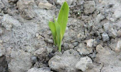 制种玉米发芽率低的原因及预防措施-图片版权归惠农网所有