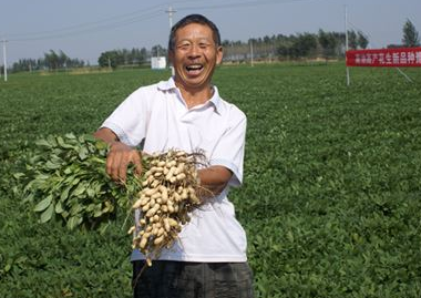 加强中后期管理促进花生增产-图片版权归惠农网所有