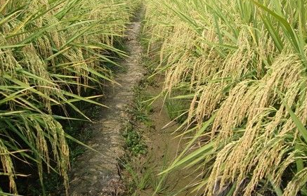 旱稻的栽培技术要点-图片版权归惠农网所有