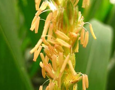 玉米花粒期管理要点