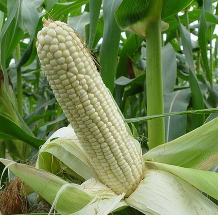 如何种好甜糯玉米-图片版权归惠农网所有