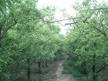 苹果树的春季管理技巧-图片版权归惠农网所有