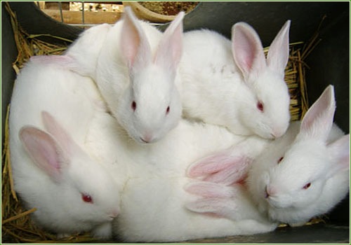 家兔肥育的科学管理