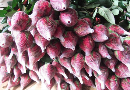 玫瑰鲜切花采后处理及分级规程-图片版权归惠农网所有